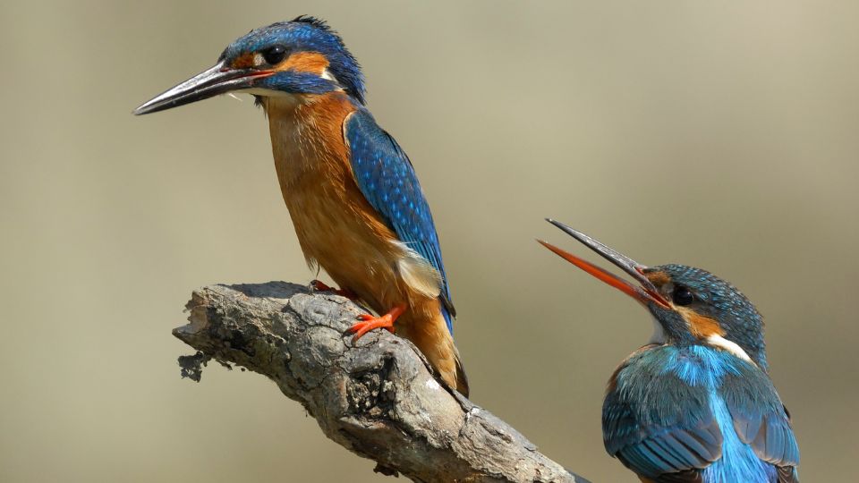 Zwei Eisvögel sitzen auf einem Ast, leuchtende Farben und Intuition symbolisierend.
