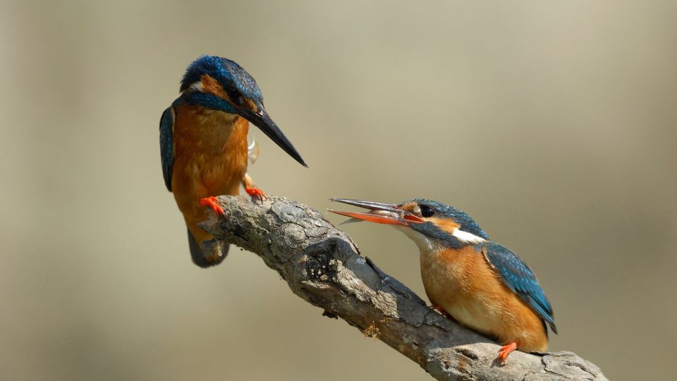 Zwei Eisvögel sitzen auf einem Ast, einer schaut nachdenklich, der andere hält einen Fisch.