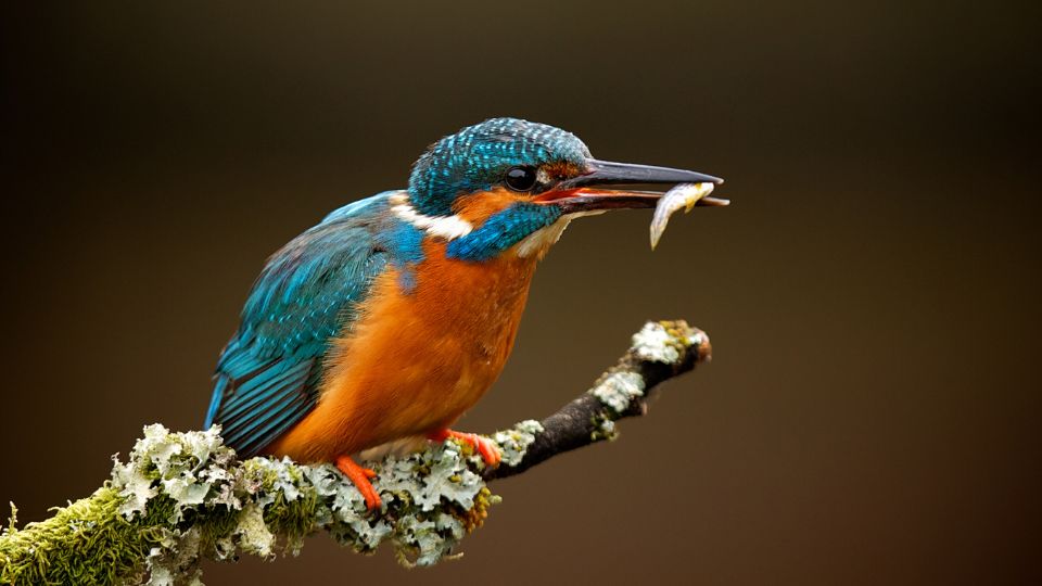 Ein Eisvogel sitzt auf einem Ast mit einem Fisch im Schnabel.