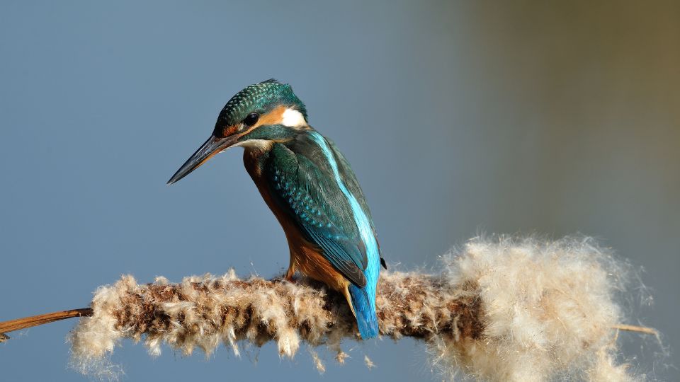 Ein Eisvogel sitzt auf einem Ast, seine lebhaften Farben strahlen Klarheit aus.