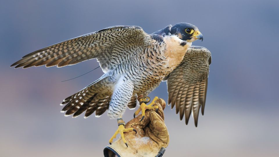 Ein majestätischer Falke mit ausgebreiteten Flügeln auf einer Hand.