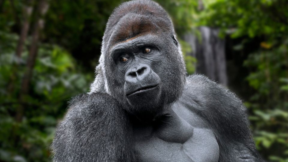 Ein majestätischer Gorilla blickt nachdenklich in die Ferne, umgeben von üppigem Grün.