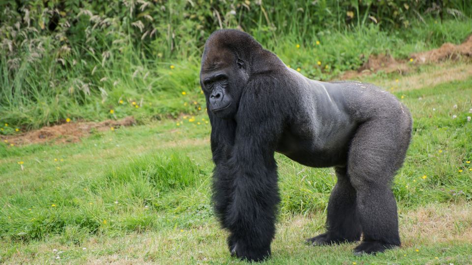 Ein majestätischer Gorilla steht auf einer Wiese, umgeben von grüner Natur.
