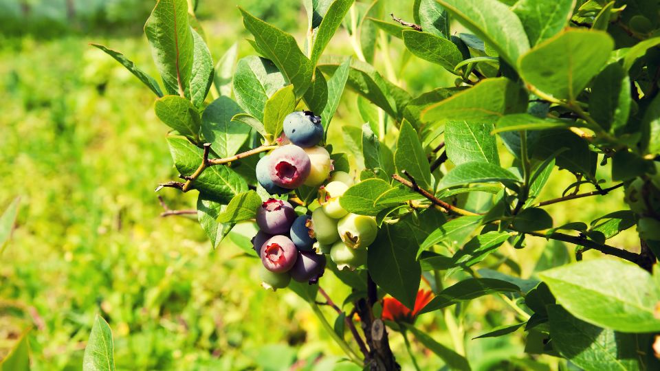 Ein Zweig mit reifen Heidelbeeren und frischen Blättern in der Natur.