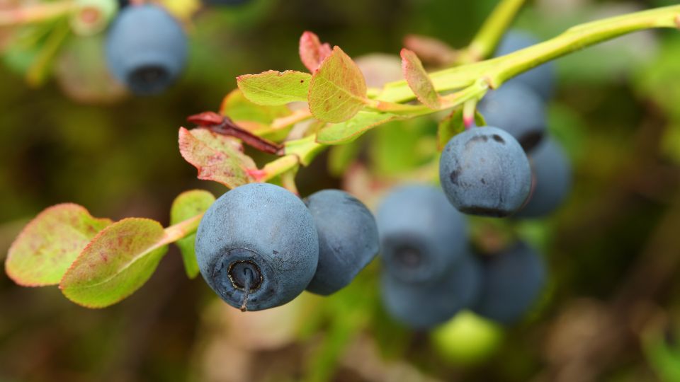 Reife Heidelbeeren an einem Zweig, umgeben von grünen Blättern.