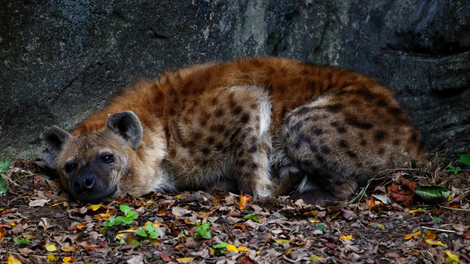 Eine gefleckte Hyäne liegt entspannt auf dem Boden zwischen Laub.