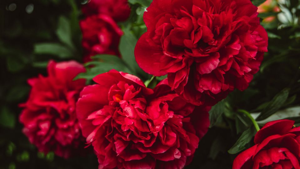 Leuchtend rote Pfingstrosen, die Leidenschaft und Vitalität symbolisieren.