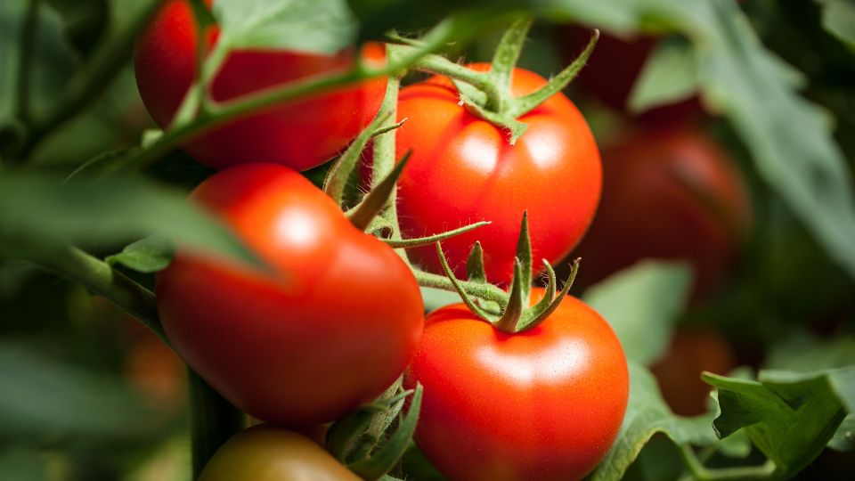 Reife, rote Tomaten hängen an einem grünen Strauch, symbolisieren Fruchtbarkeit.