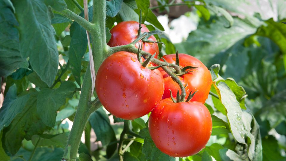 Reife, saftige Tomaten hängen an einem grünen Stängel im Garten.