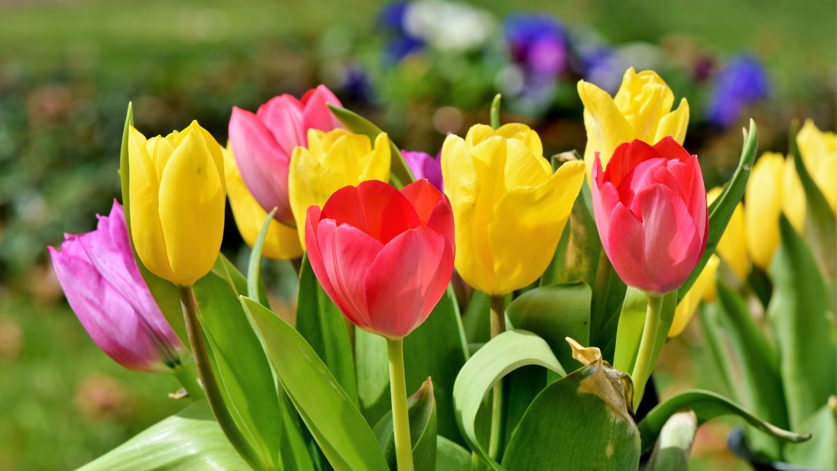Bunte Tulpen in verschiedenen Farben, die Frühlingsgefühle und Hoffnung symbolisieren.