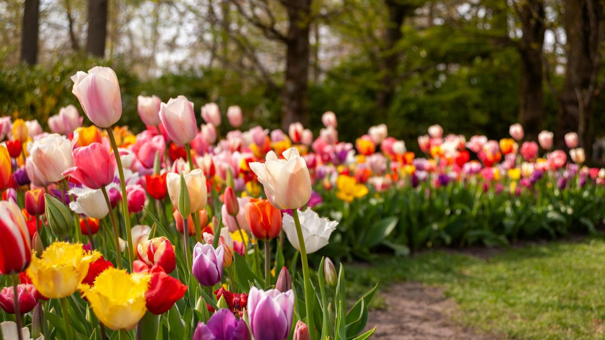 Bunte Tulpen in einem Garten, die Frühlingsgefühle und Hoffnung symbolisieren.