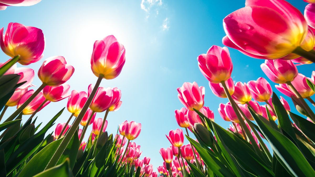 Bunte Tulpen blühen unter einem klaren blauen Himmel mit Sonnenschein.