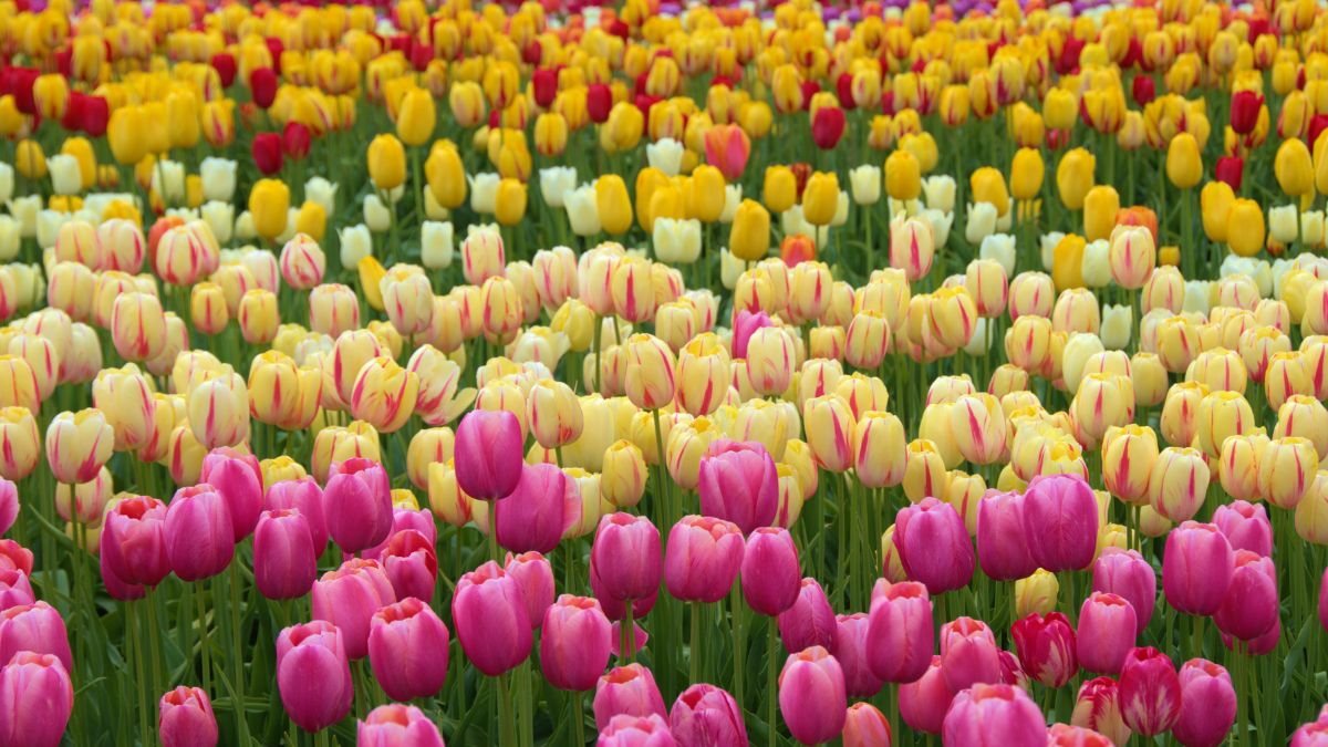 Bunte Tulpenfelder mit verschiedenen Farben, die Frühlingsgefühle wecken.